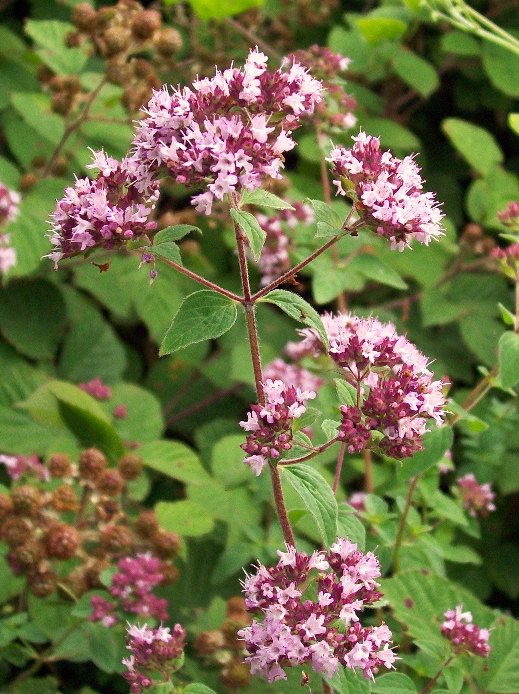 pink flowers with dark-pink buds, green leaves and burgundy stems