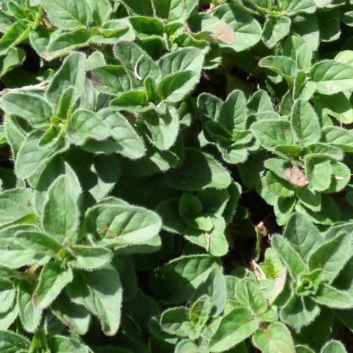 cordate, green, velvety leaves with smooth margins