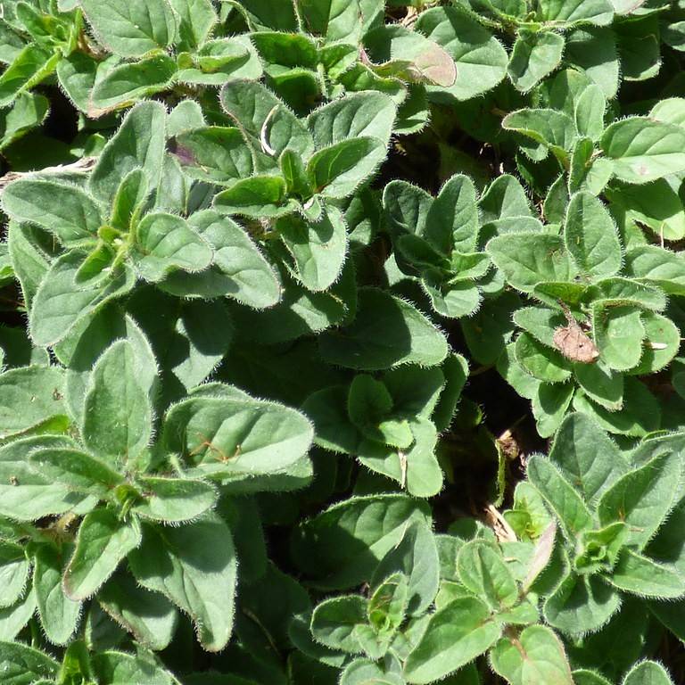 Sweet Marjoram Image