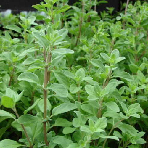 light-green leaves and brown stems