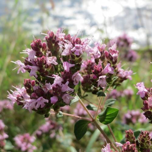 pink-maroon flowers with pink stamens, green leaves and light-pink stems
