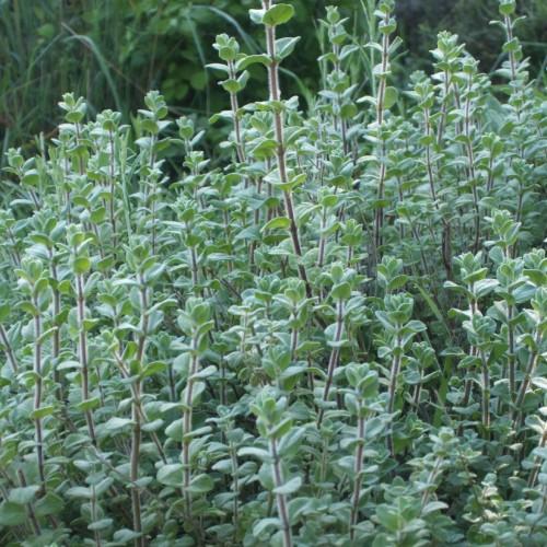 Green flower with leaves, green stems and white hair
