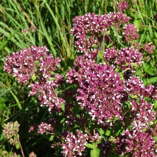 clusters of small, magenta-white flowers with magenta stems