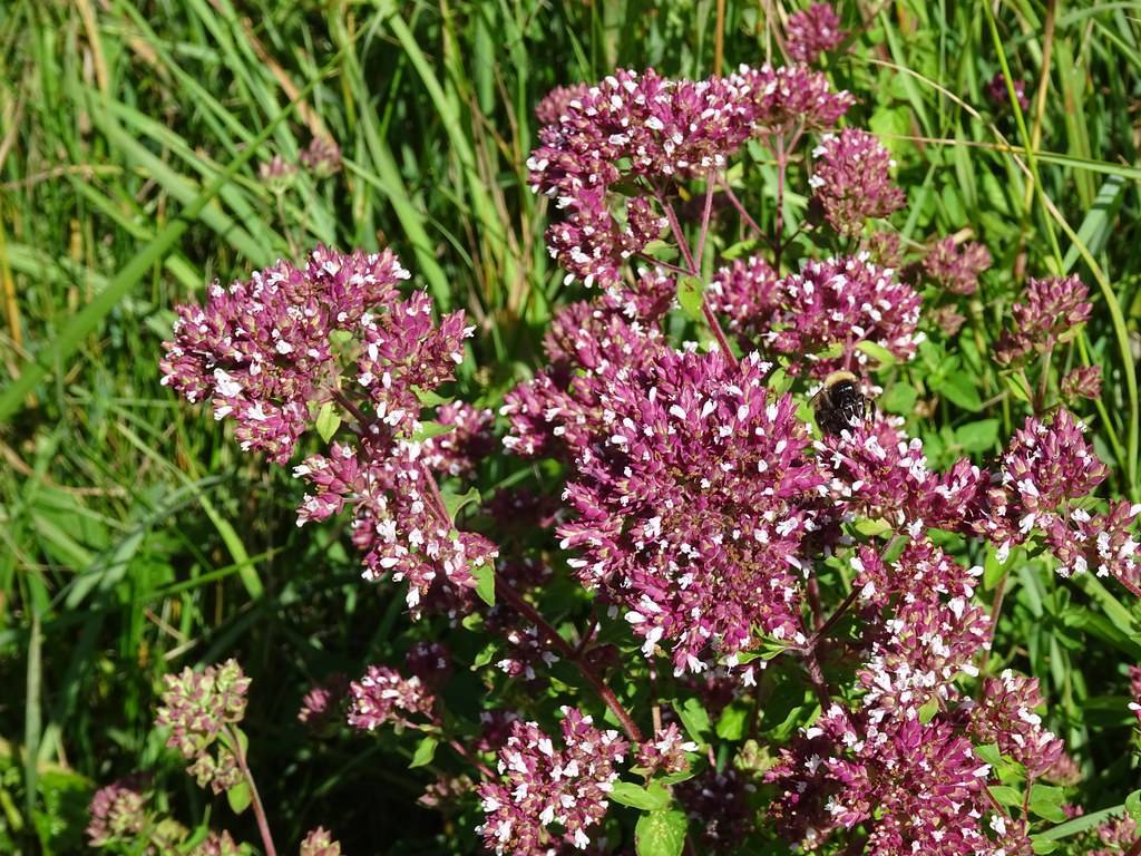 clusters of small, magenta-white flowers with magenta stems 