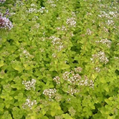white-brown flowers with lime leaves and brown stems