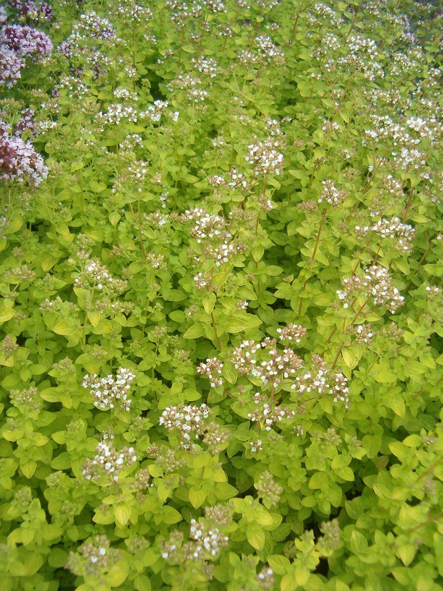 white-brown flowers with lime leaves and brown stems