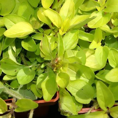 yellow-lime leaves with orange stems