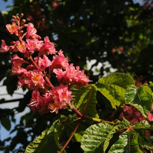 Eye-catching pink-yellow flowers, with a brown stem, that are growing above green leaves.