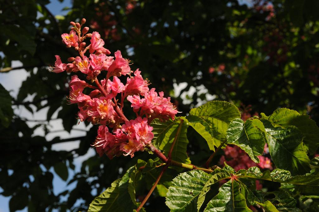 Eye-catching pink-yellow flowers, with a brown stem, that are growing above green leaves. 