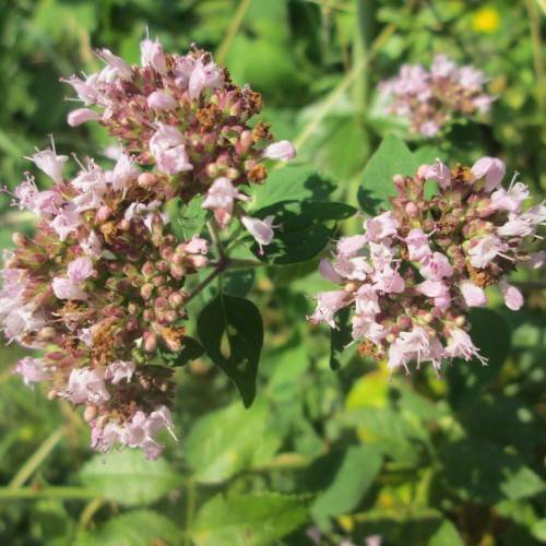 light-pink flowers with pink-brown buds, yellow-green leaves and beige stems