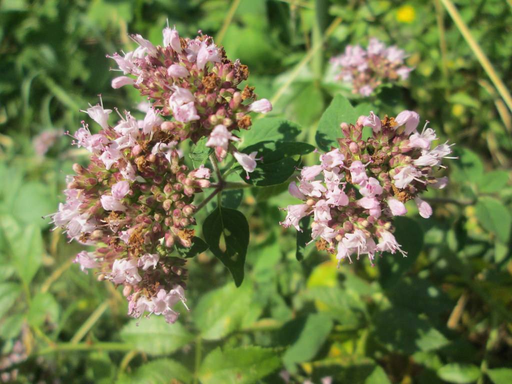 light-pink flowers with pink-brown buds, yellow-green leaves and beige stems