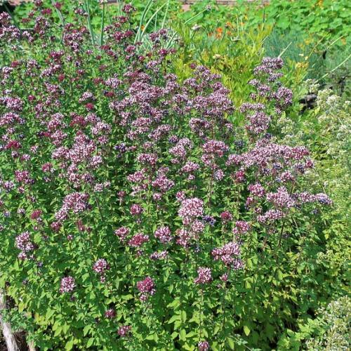 pink-purple flowers with green leaves and brown stems