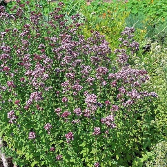 Russian Oregano Image