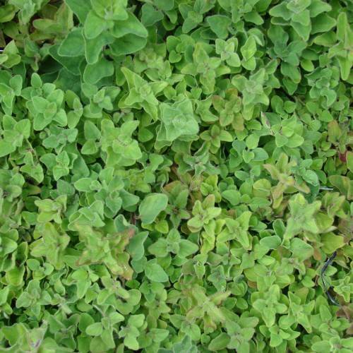 dense, green, velvety, cordate leaves