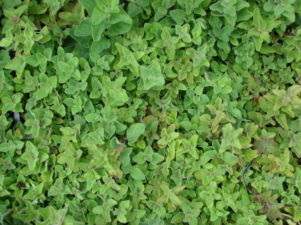 dense, green, velvety, cordate leaves