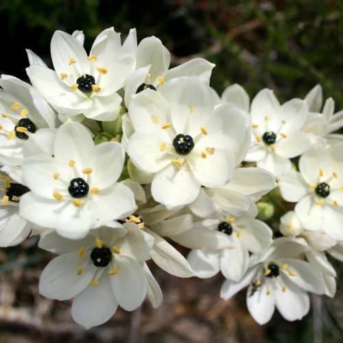 white flowers with black center, white filaments, yellow anthers and lime buds