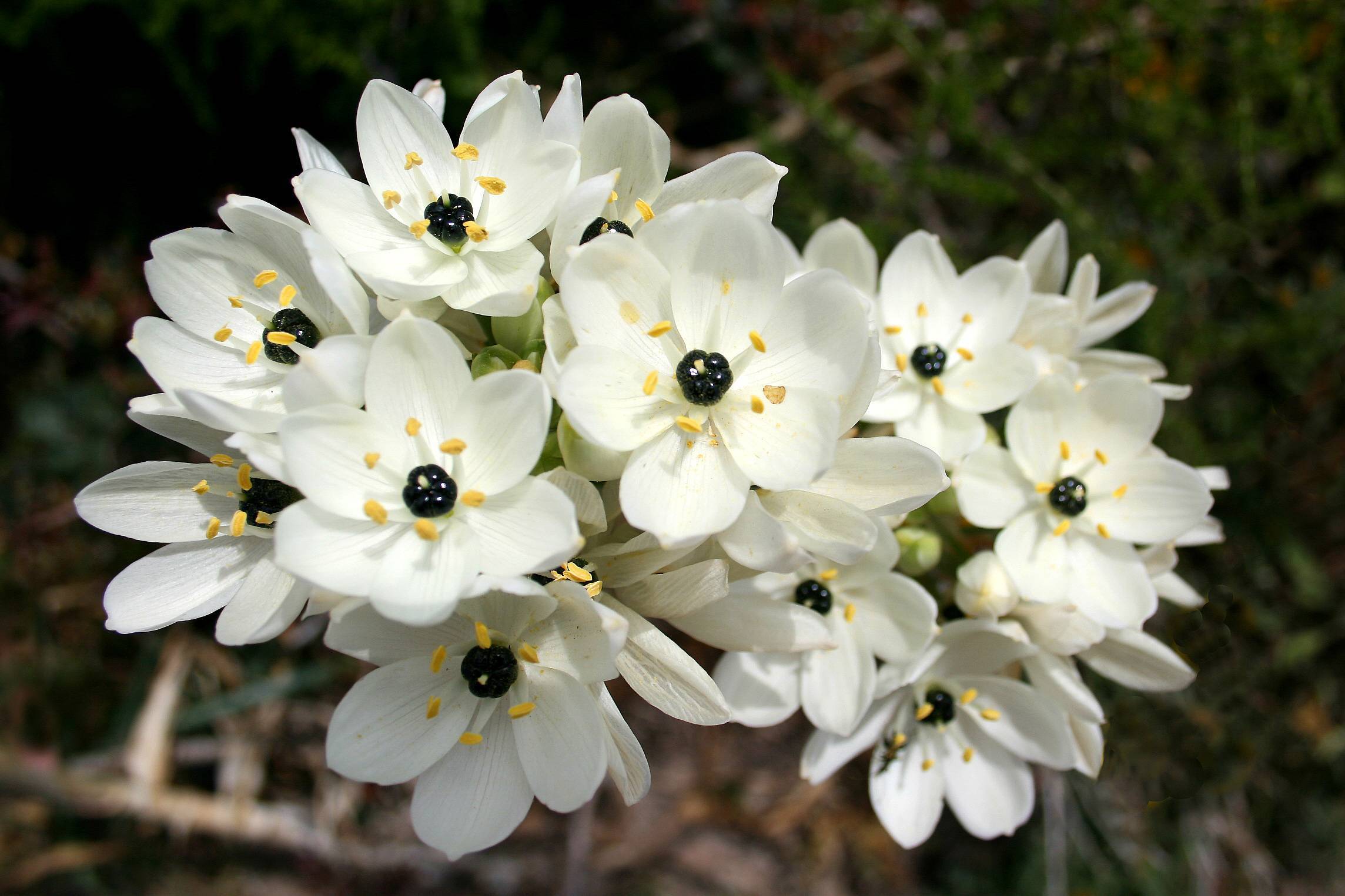 white flowers with black center, white filaments, yellow anthers and lime buds