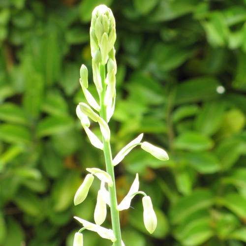 cluster of small, creamy-white, tubular flowers along green, slender stems