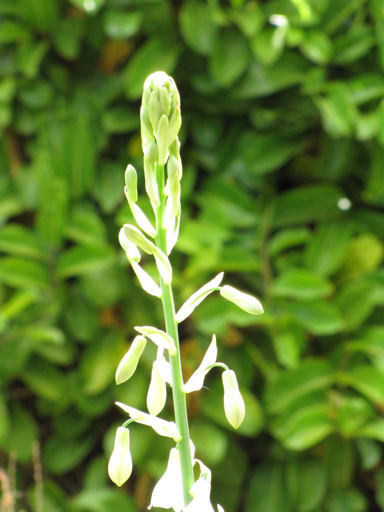 cluster of small, creamy-white, tubular flowers along green, slender stems