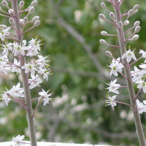 White flower with stigma, white style and filament, lime anthers and ovary. white-purple buds and petiole and light-gray stem