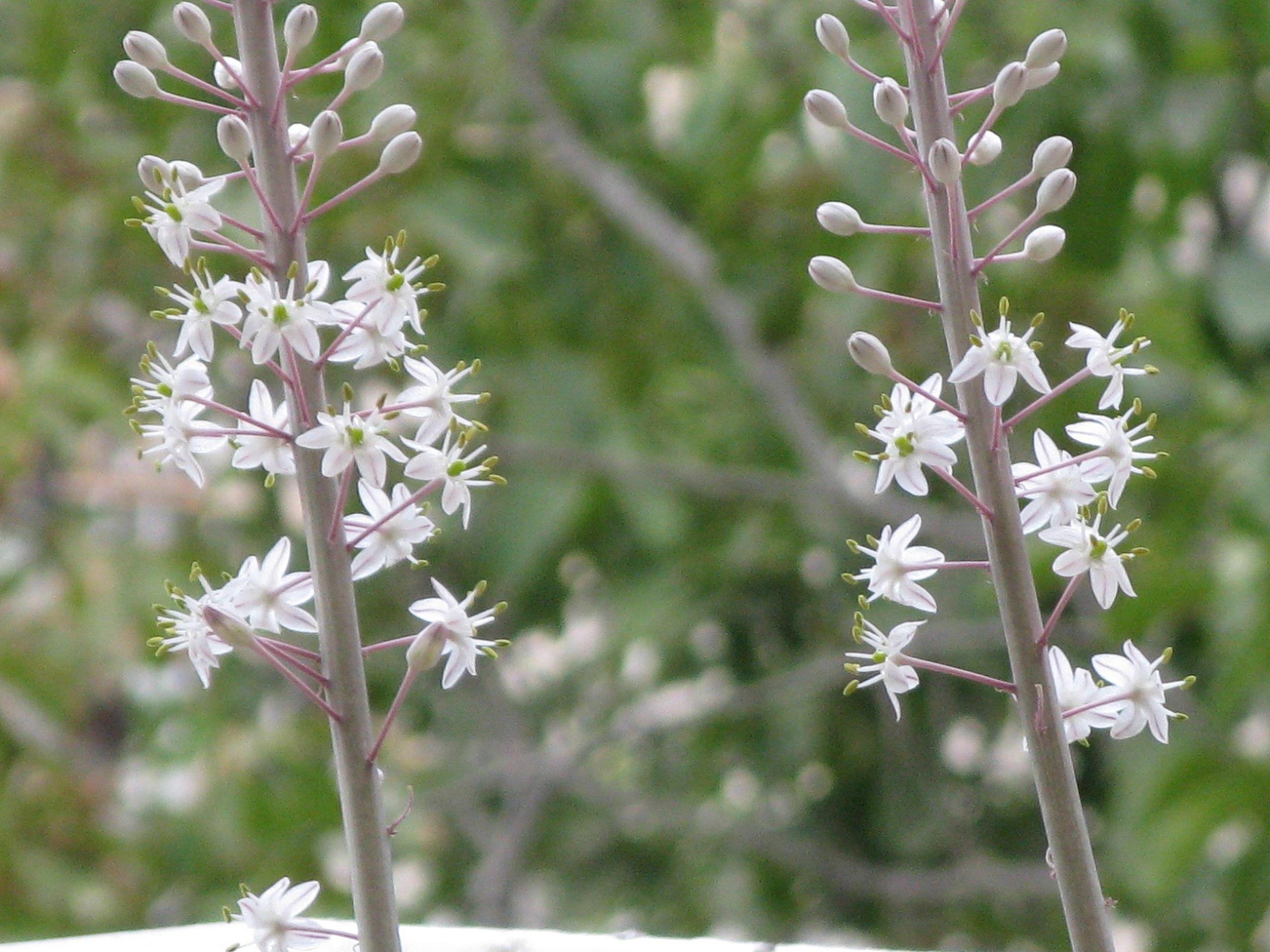 White flower with stigma, white style and filament, lime anthers and ovary. white-purple buds and petiole and light-gray stem