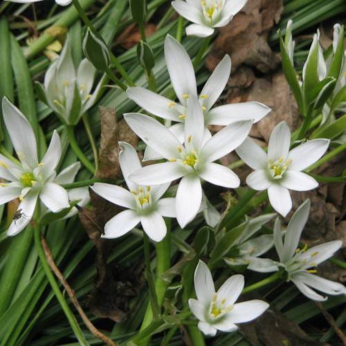 white flowers with lime center, white filaments, yellow anthers, green-white buds, leaves and lime stems