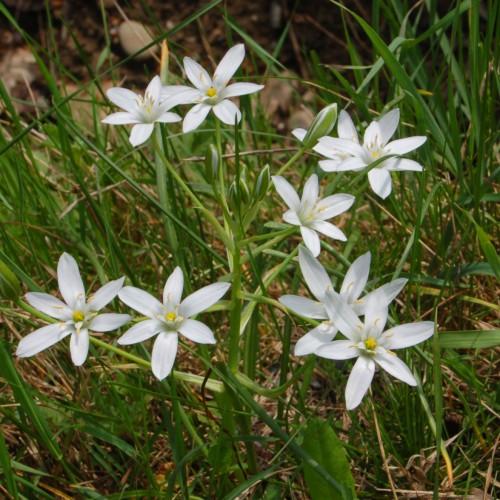 White flower with yellow stigma and style lime-yellow ovary, yellow anthersm white filaments, green-white buds, lime petiole, green leaves and stems
