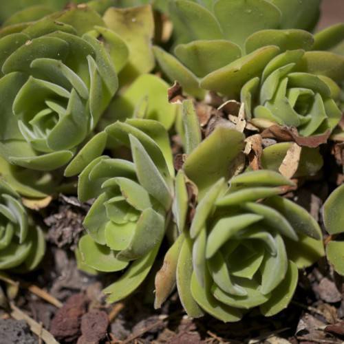 yellow-olive leaves