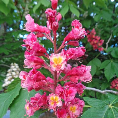 A stunning pink stem, loaded with pink-yellow flowers and green leaves and gray branch.