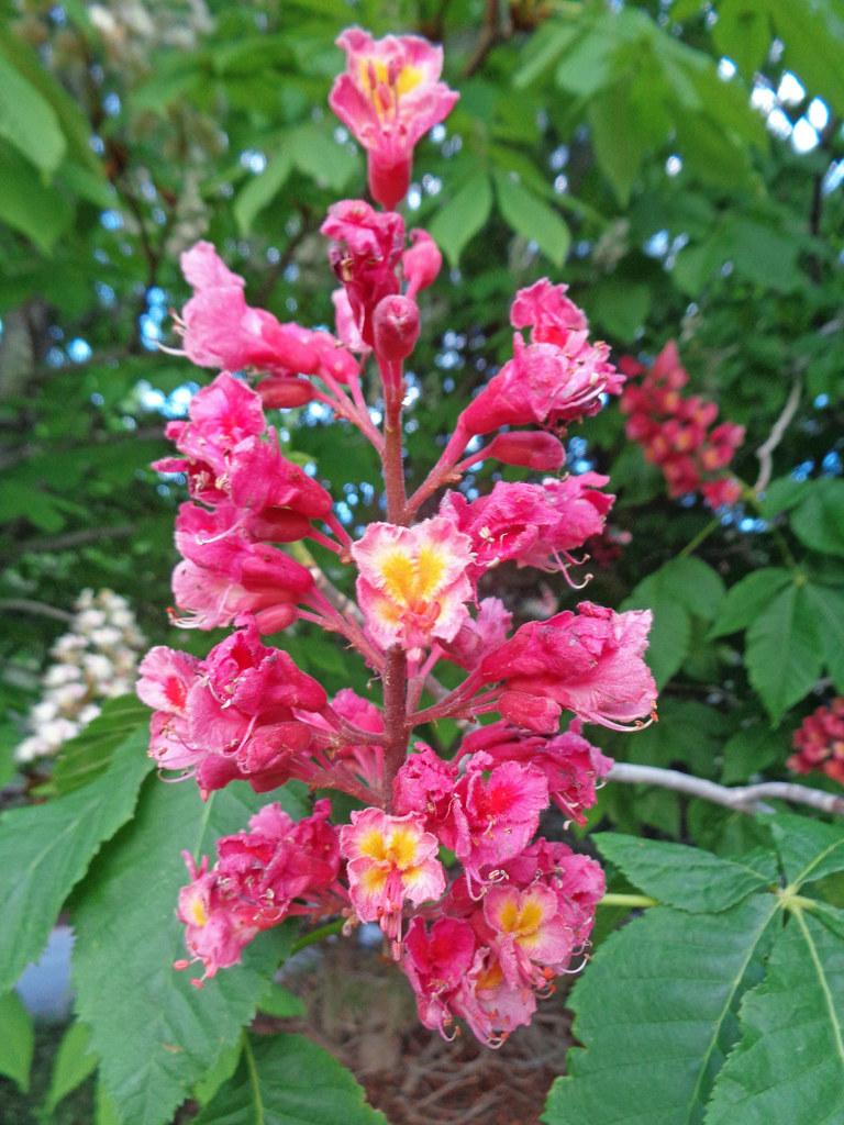 A stunning pink stem, loaded with pink-yellow flowers and green leaves and gray branch.