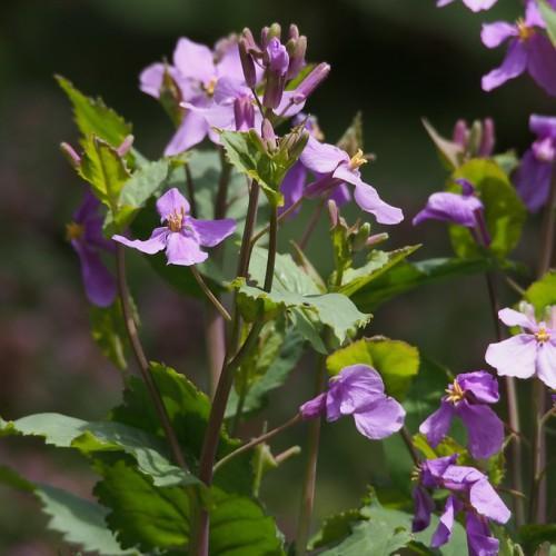 Purple flower with buds, yellow anthers, green leaves, purple-lime petiole, maroo-green stems.