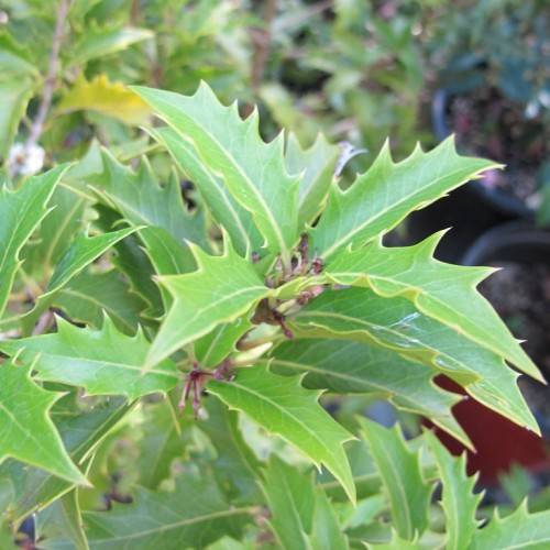 green, shiny, toothed leaves with creamy-pale margins, and creamy-pale midribs