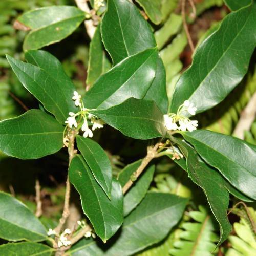 glossy, dark-green, ovate leaves with clusters of small, white flowers, and brown, rough stems