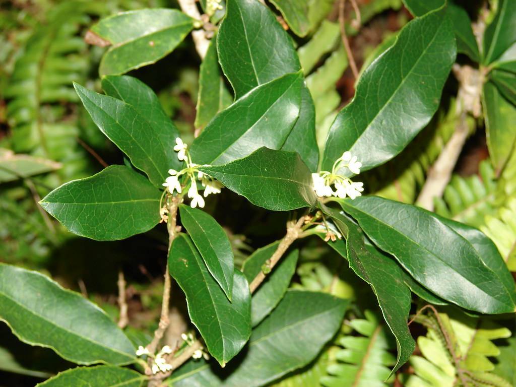 glossy, dark-green, ovate leaves with clusters of small, white flowers, and brown, rough stems