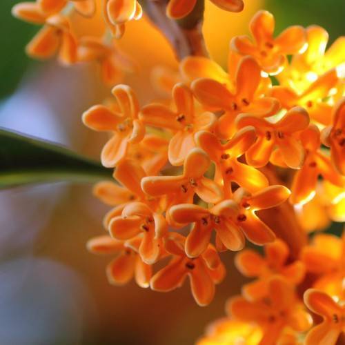 cluster of small, fleshy, orange flowers