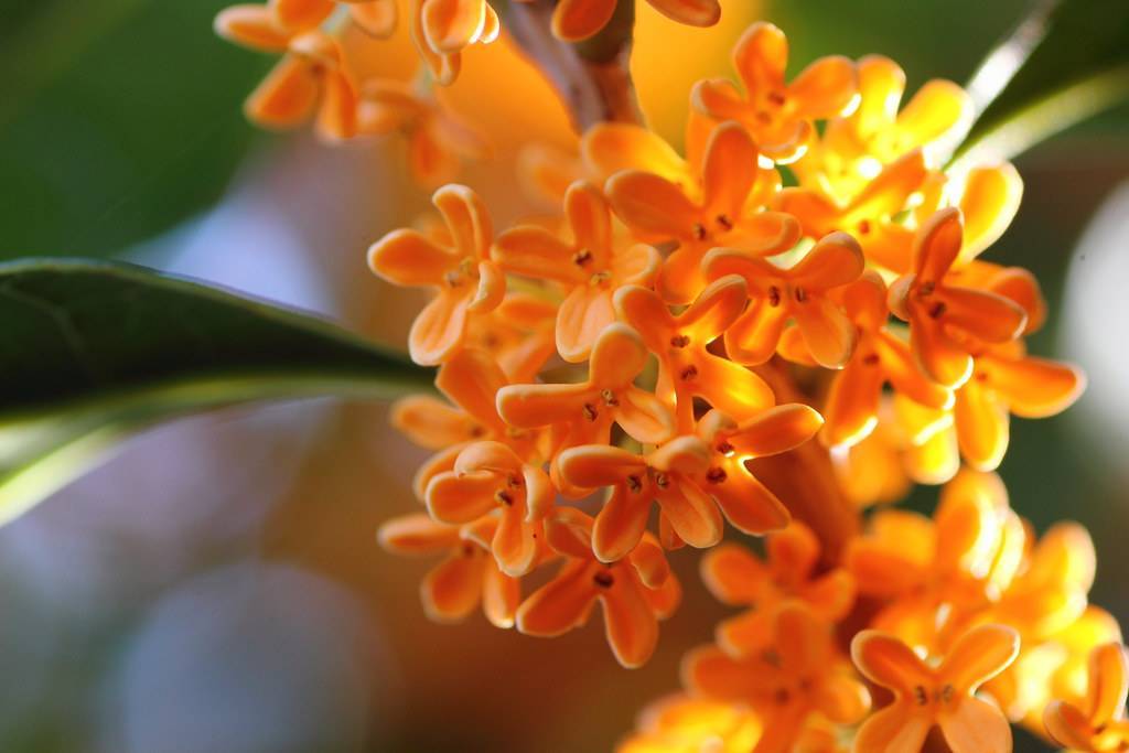 cluster of small, fleshy, orange flowers