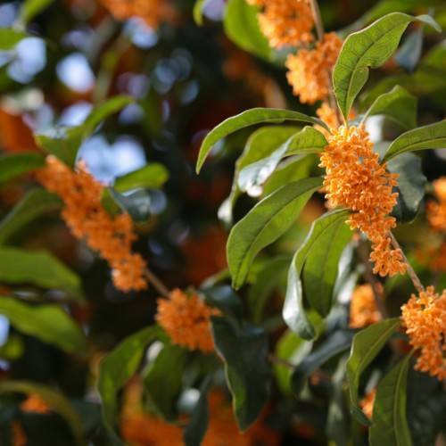 orange flowers with green leaves on light-brown branches