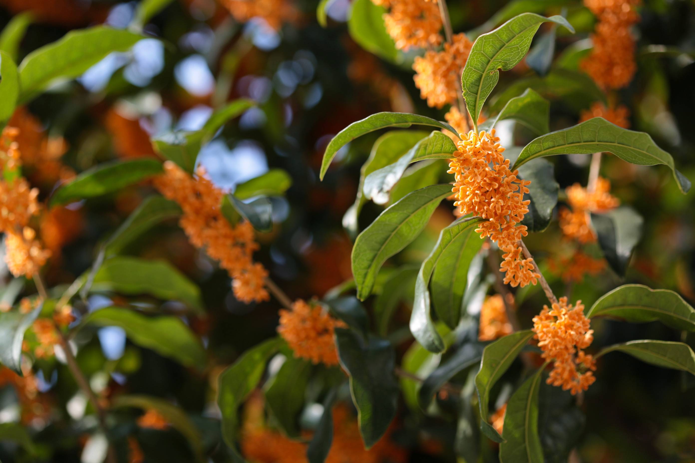 orange flowers with green leaves on light-brown branches