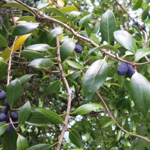 bluish-black, small, elongated fruits with shiny, dark-green, ovate leaves, and brown, woody stems