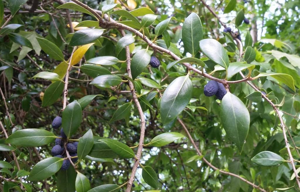 bluish-black, small, elongated fruits with shiny, dark-green, ovate leaves, and brown, woody stems