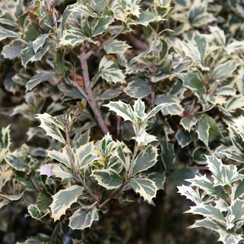 yellow-green leaves on brown branches