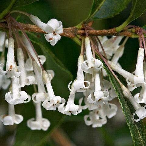 White flower with brown anthers and stems, green leaves, lime petiole, midrib and blades.