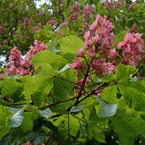 Wonderful pink-yellow flowers, with a brown stem, that are growing around green leaves. 