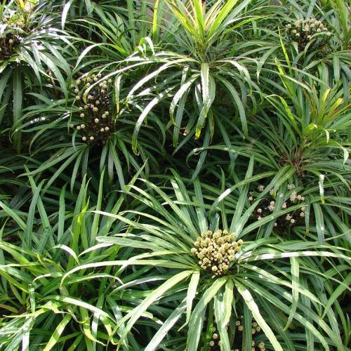 clusters of small, creamy-pale, round drupes with green, narrow, long blades