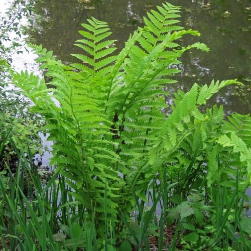 Green leaves and yellow stems.