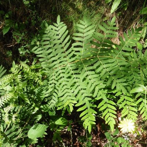 Green leaves and yellow stems.