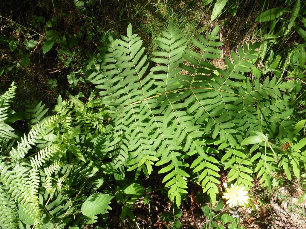 Green leaves and  yellow stems.