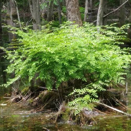 lime-green leaves with brown stems