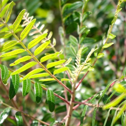 glossy, green, small, oblong leaves with reddish-brown stems