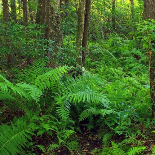 large, glossy, green, pinnate fronds with green stems